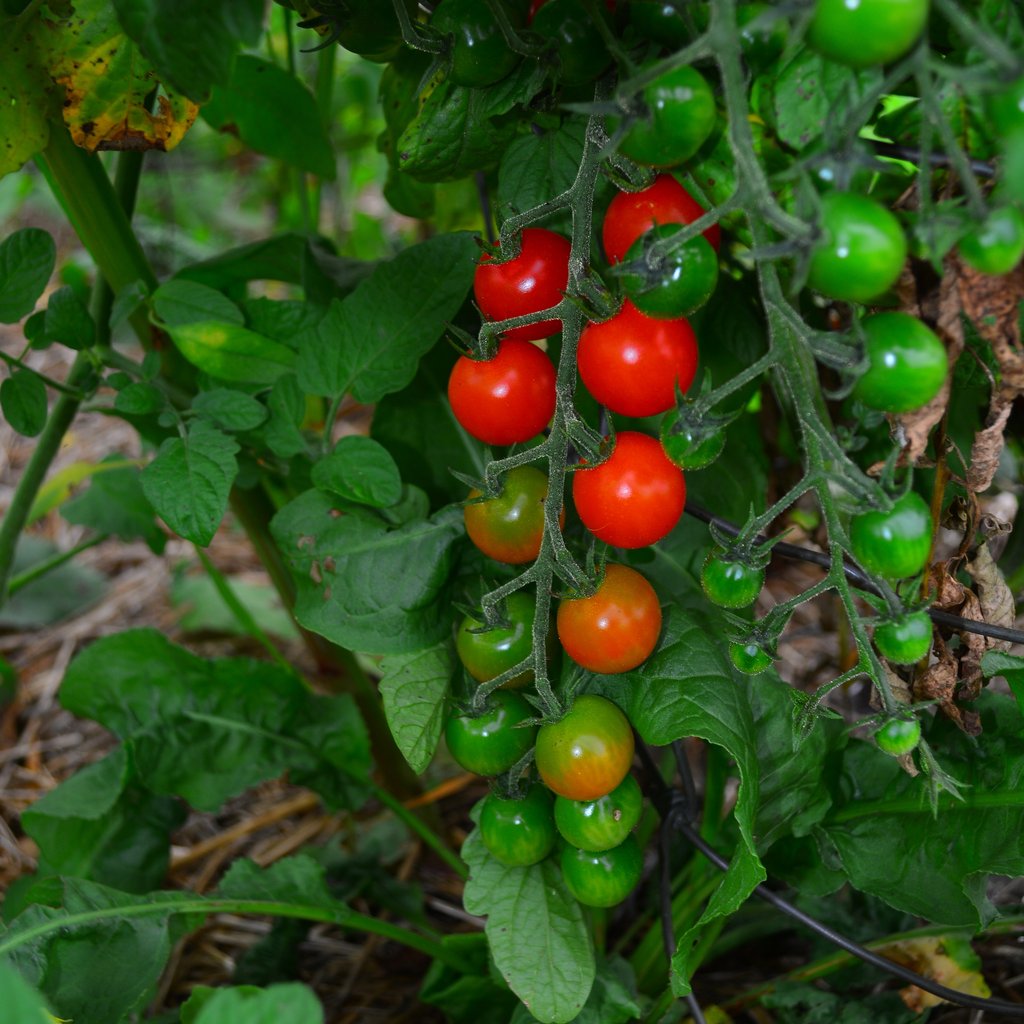 ORGANIC SWEETIE TOMATO - My Organic World