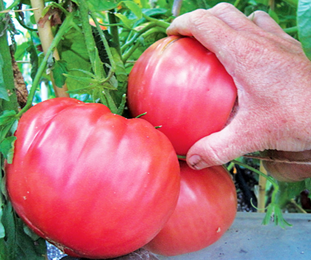 How to Grow Brandywine Tomatoes - Backyard Gardeners Network